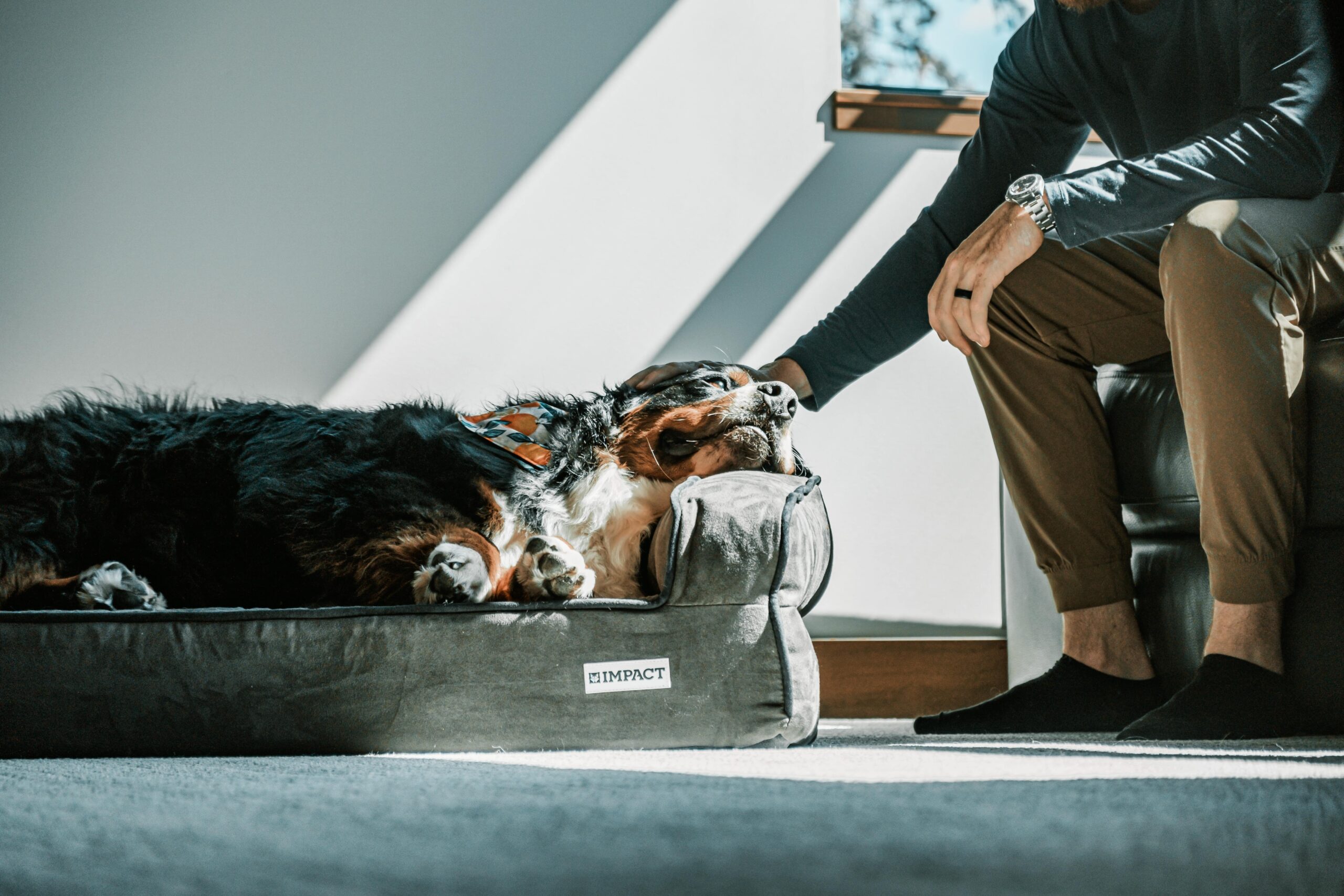 Best Hypoallergenic Dog Beds for Sensitive Skin