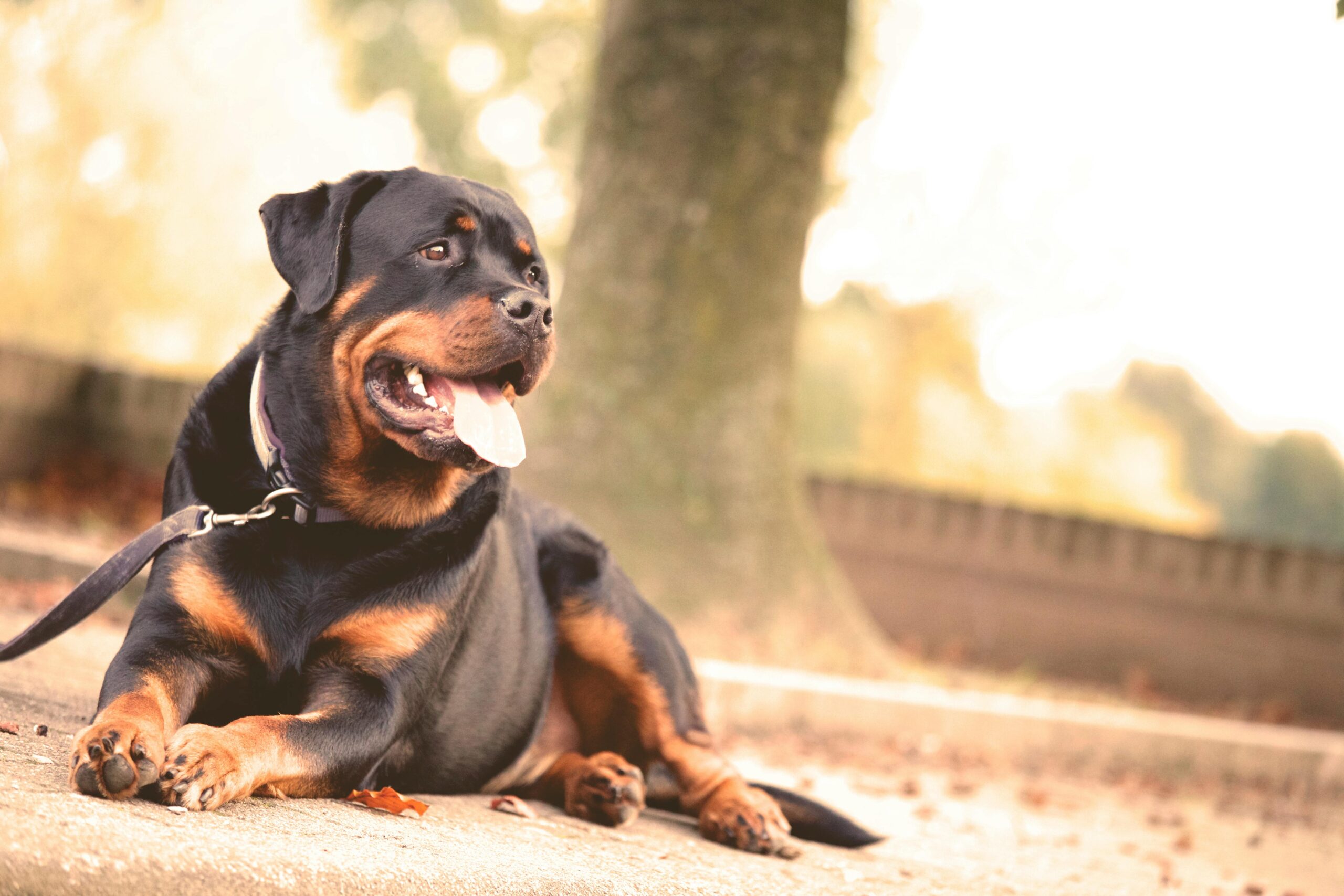 Why Elevated Dog Bowls Are Better for Large Breeds