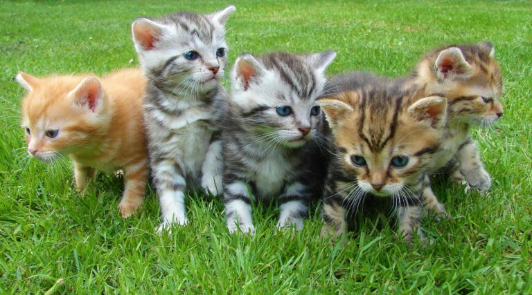 How to Raise a Happy, Healthy Kitten: A Complete Care Guide