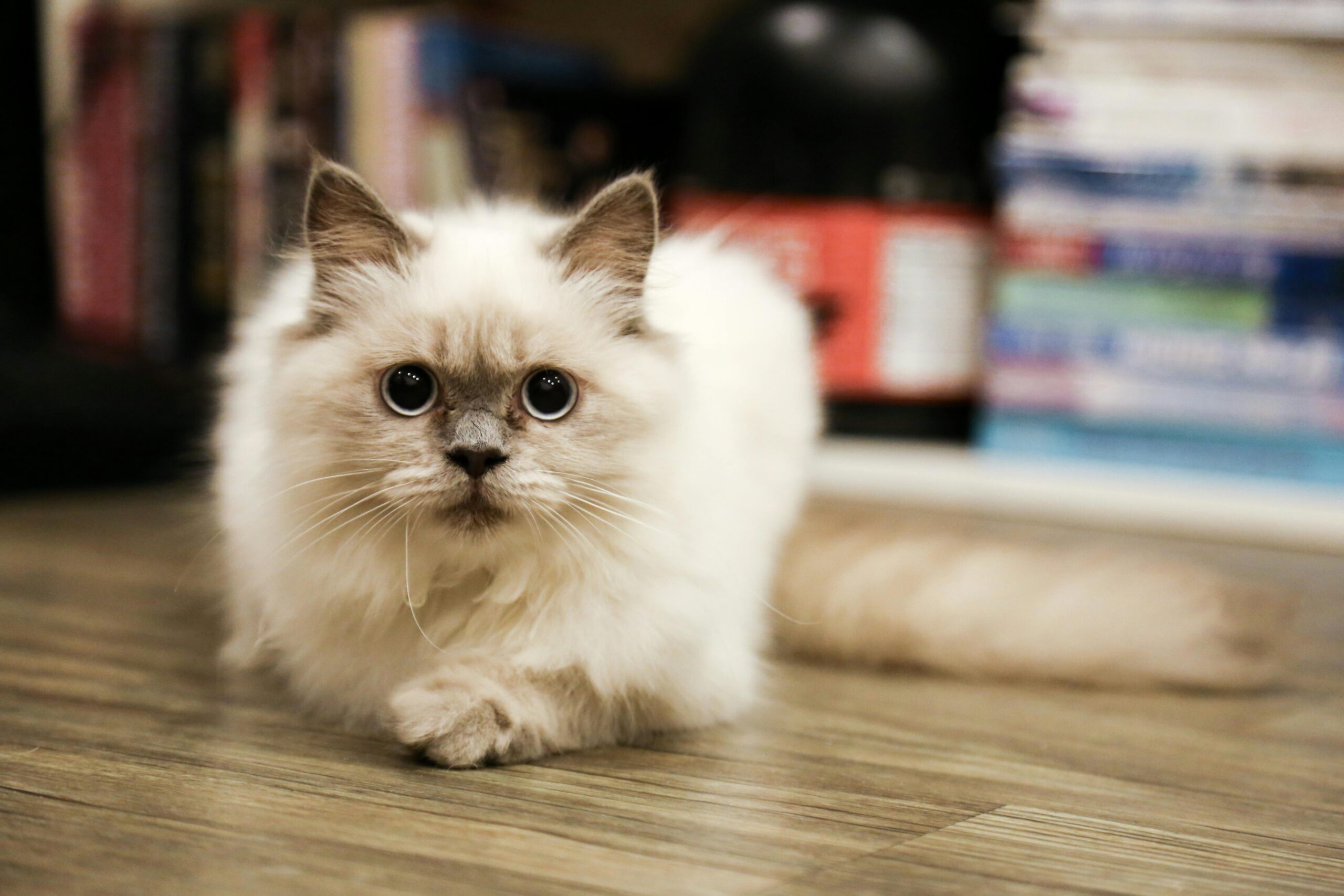 How to keep your cat healthy