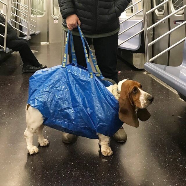 Can My Dog Ride the Subway? A City Pet Owner’s Survival Guide