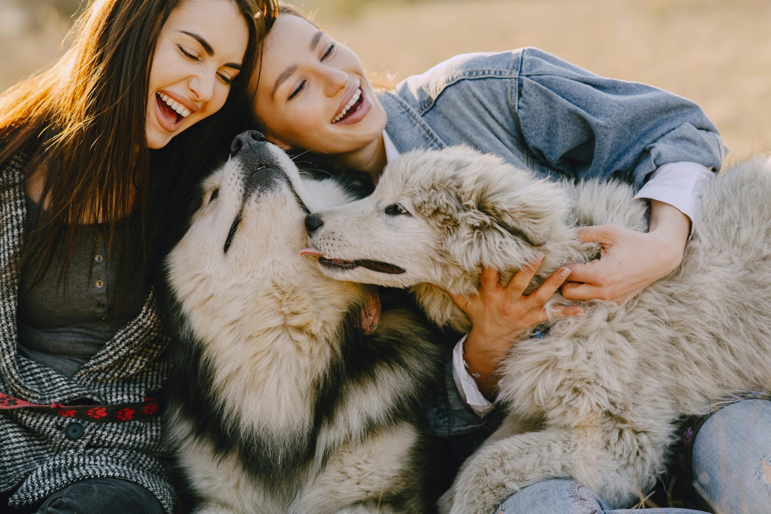 Living with a Gentle Giant: What It’s Really Like to Share Life with a Big Dog