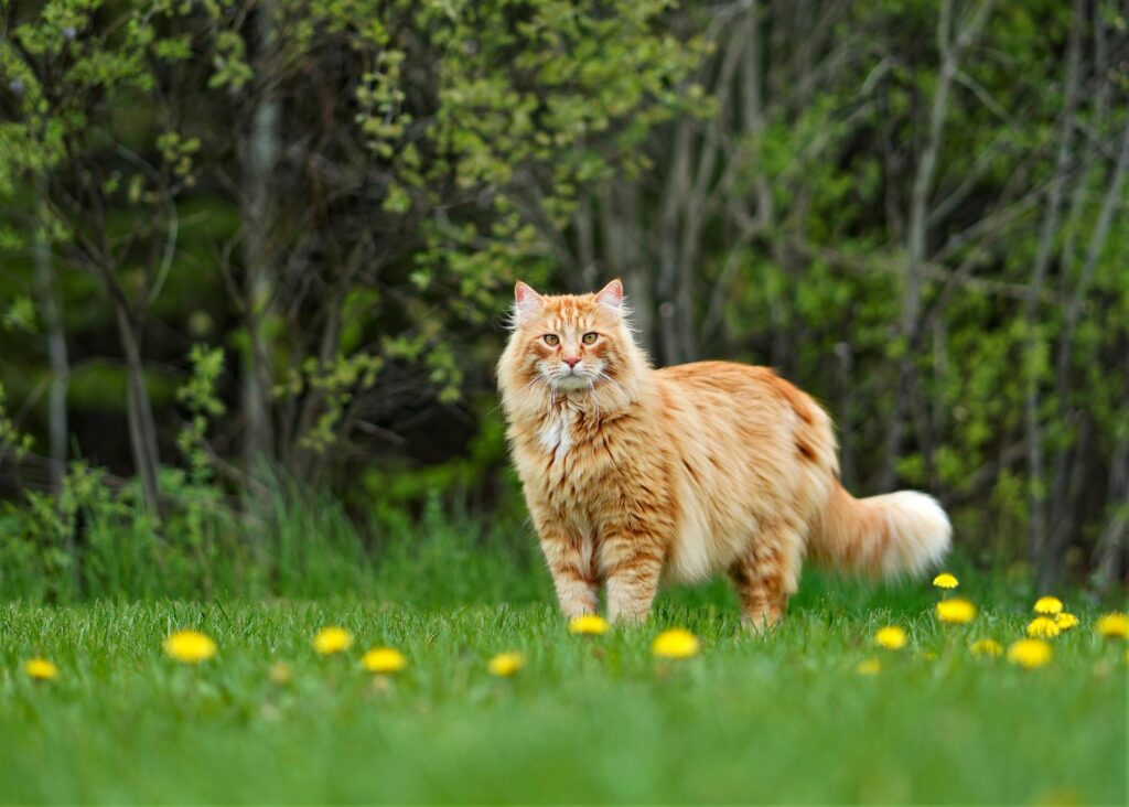 Should You Shave Your Long-Haired Cat in Summer? The Pros and Cons
