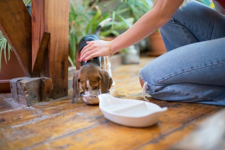 Feeding Big Dogs vs. Small Dogs