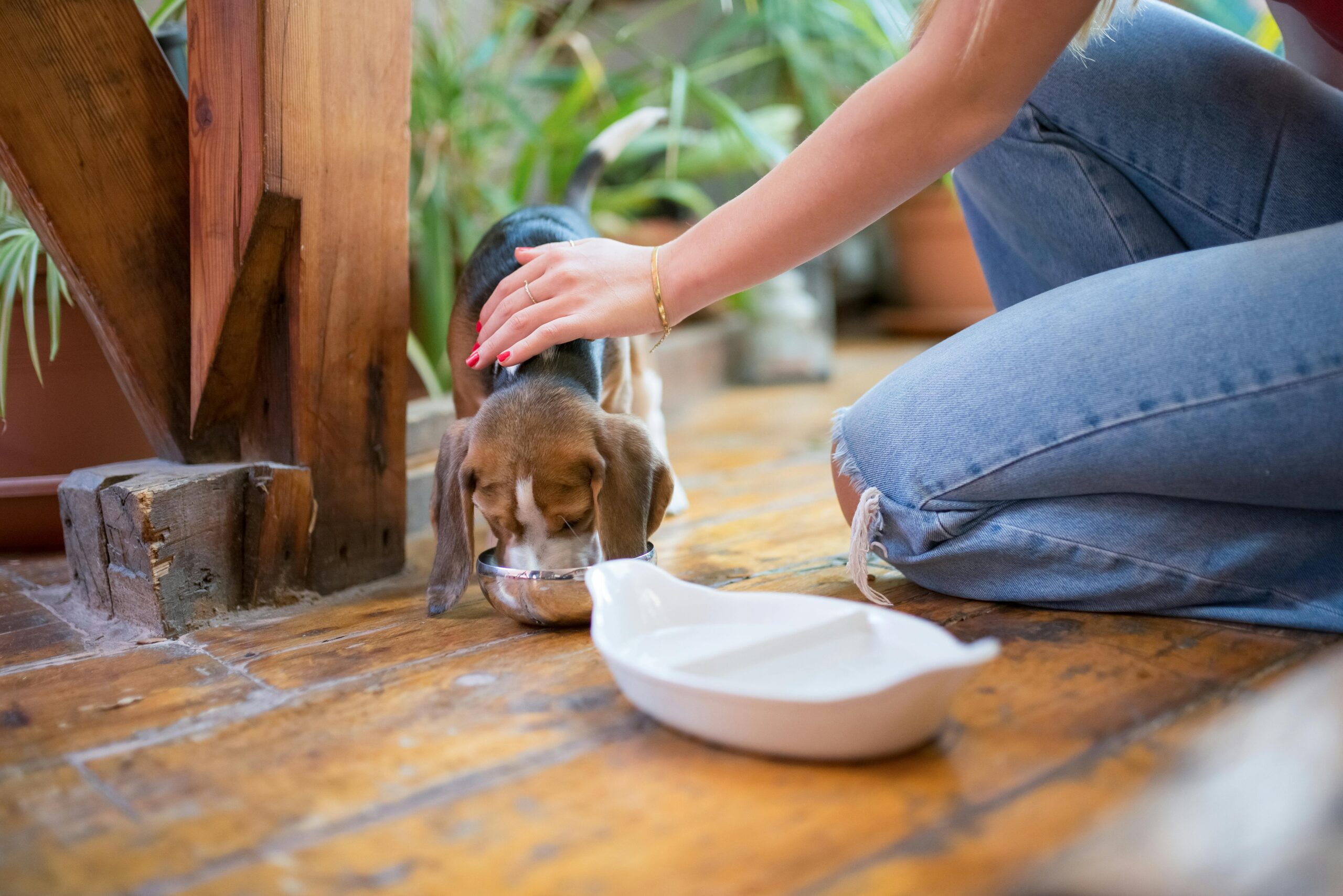 Feeding Big Dogs vs. Small Dogs
