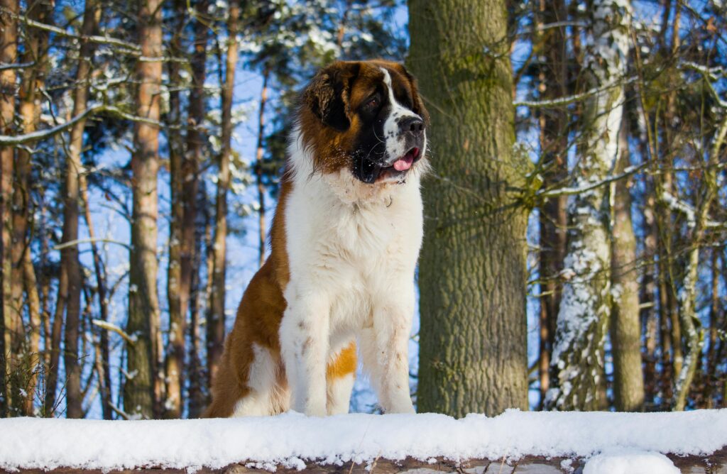 Living with a Gentle Giant: What It’s Really Like to Share Life with a Big Dog