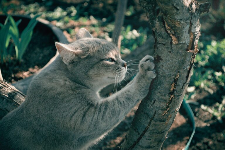How to Keep Cats from Scratching Furniture