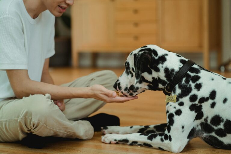 Best Calming Treats for Anxious Dogs