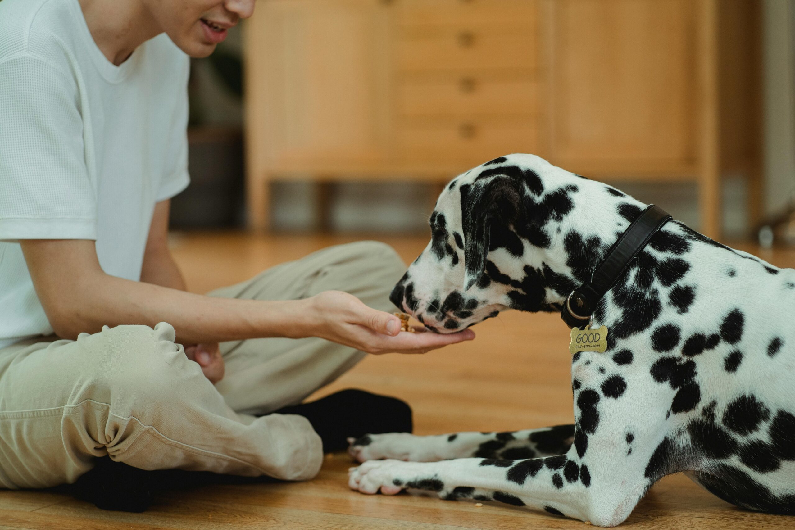 Best Calming Treats for Anxious Dogs