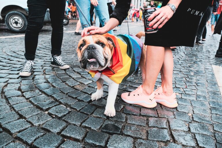 What Is Pet Socialization? Discover Why It Matters for Every Dog or Cat