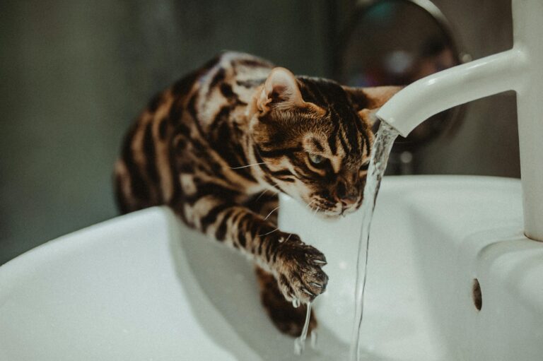 Still Using a Bowl? Here’s Why Cat Water Fountains Are Better