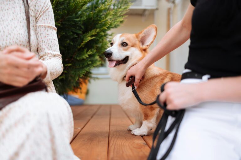 Socializing a Puppy: 7 Milestones Every Dog Should Hit Before 6 Months