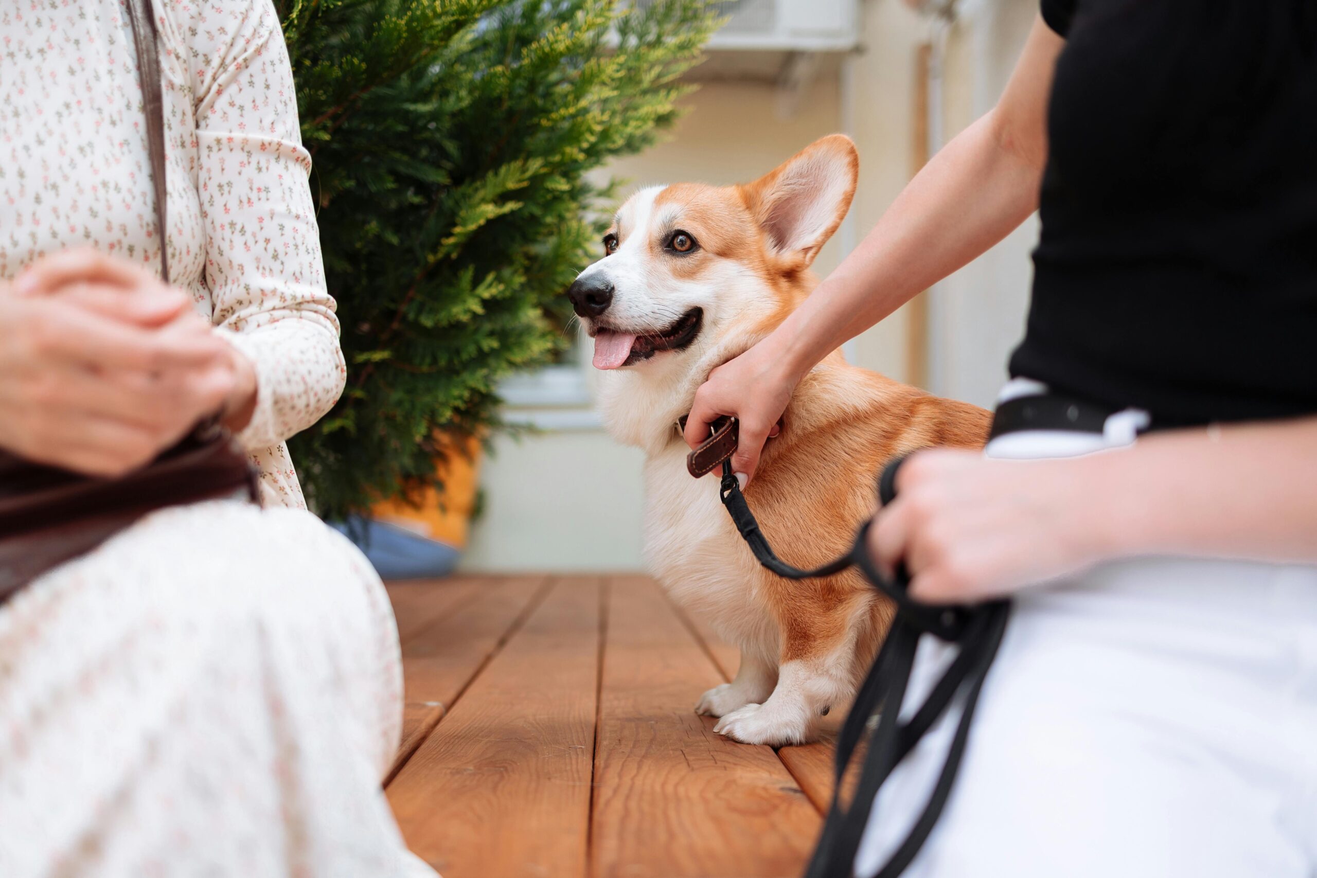 Socializing a Puppy: 7 Milestones Every Dog Should Hit Before 6 Months