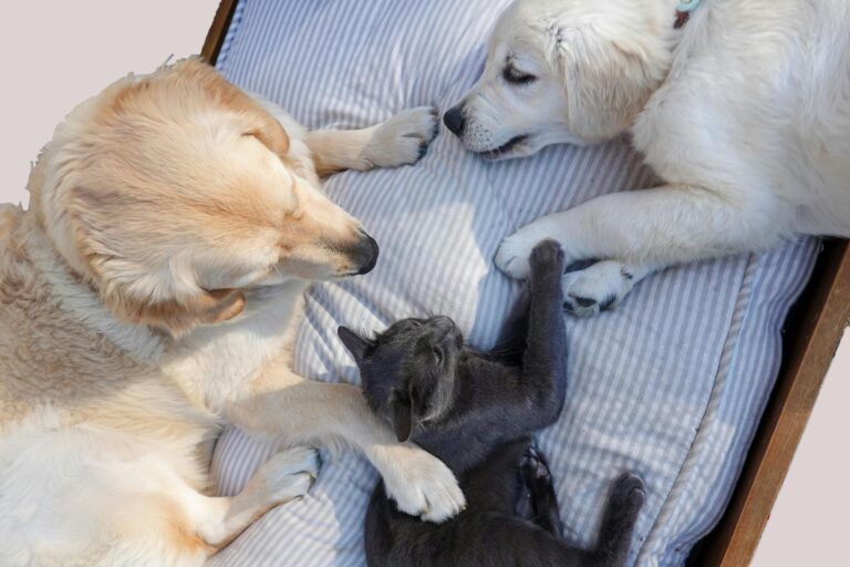 Best Dog Nail Clippers for Nervous Dogs