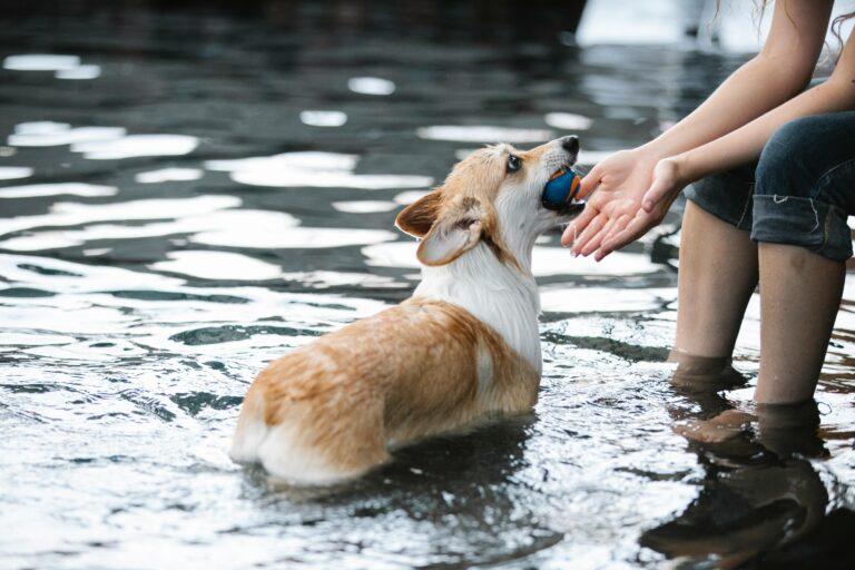Tips for Keeping Your Pets Cool This Summer