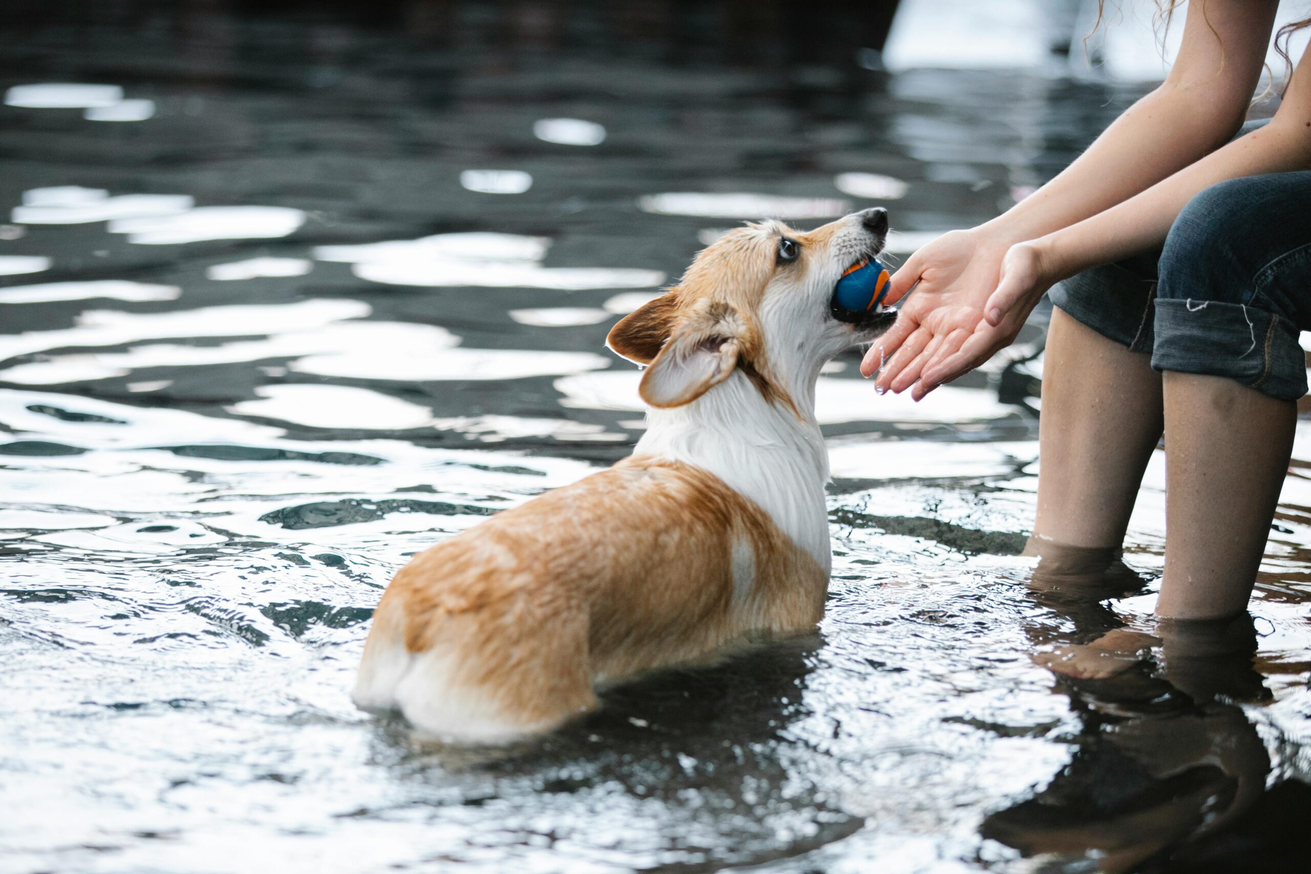 Tips for Keeping Your Pets Cool This Summer