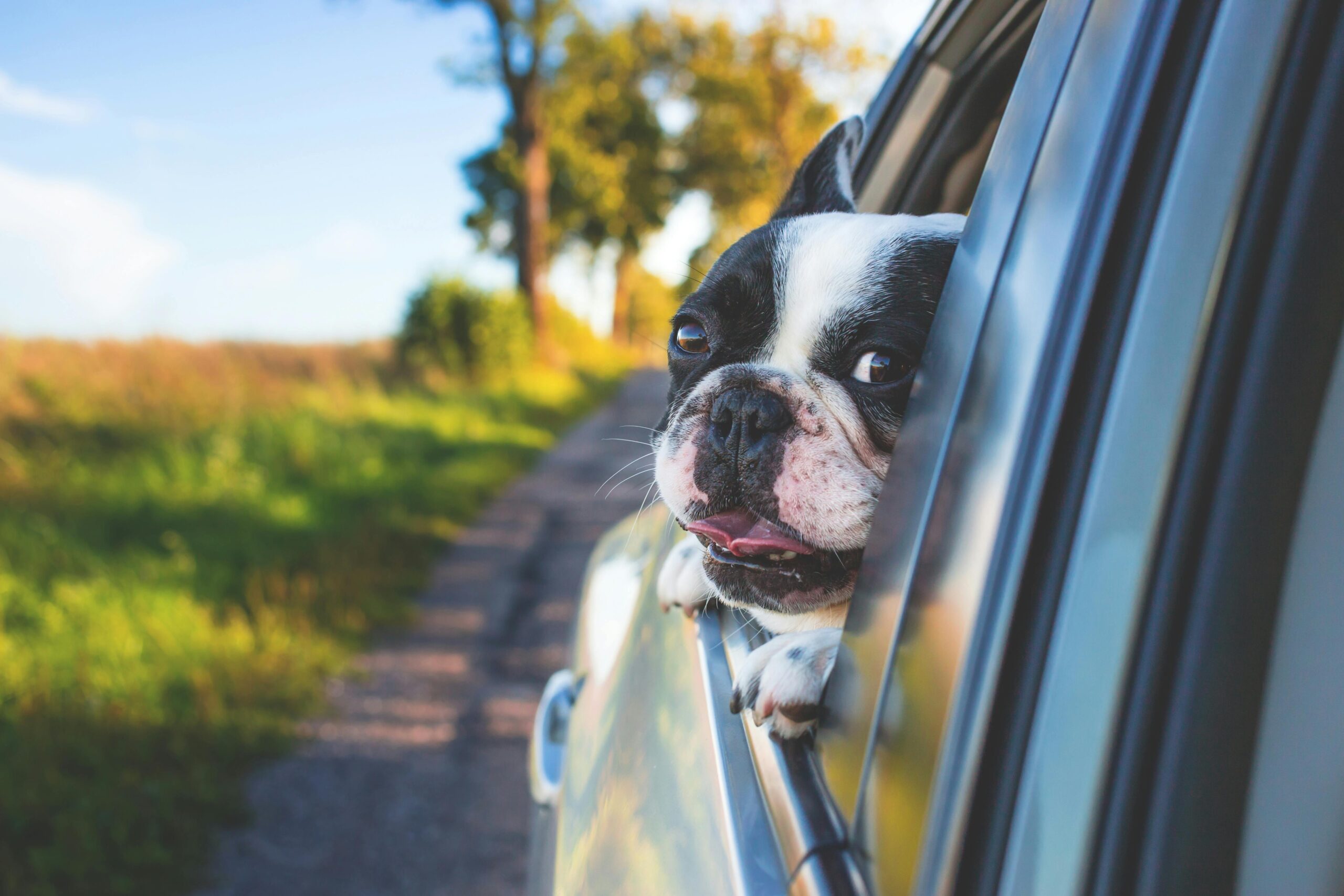 How to Travel Safely with Pets: Car Seat Covers Guide