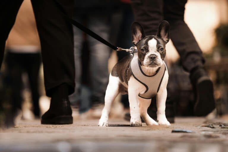 Pet owner and dog walking at night with a reflective dog harness, ensuring visibility and safety.