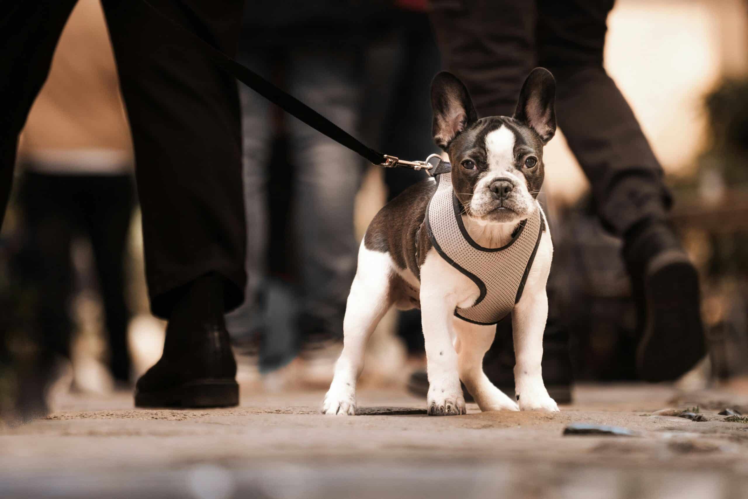Pet owner and dog walking at night with a reflective dog harness, ensuring visibility and safety.