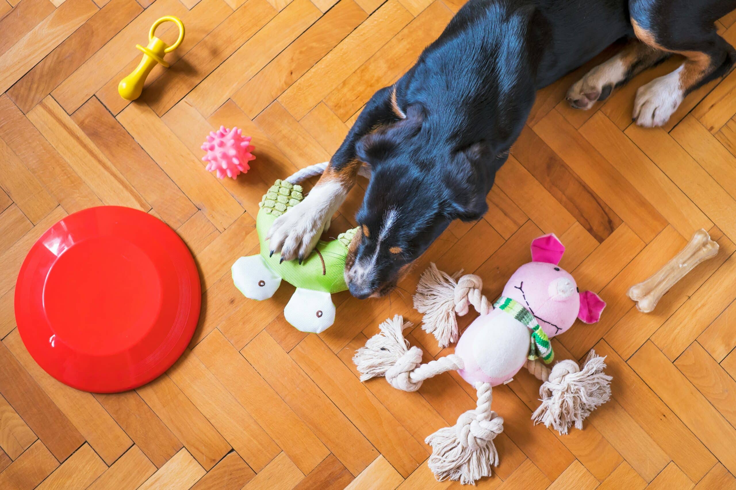 How to Prevent Pet Boredom When You're at Work
